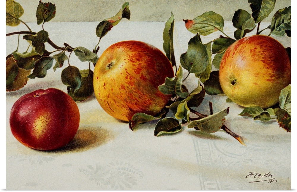 1900 --- Book Illustration of Apples by Fairfax Muckler --- Image by .. Bettmann/CORBIS