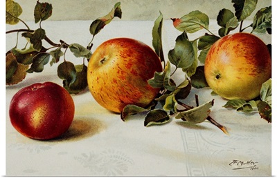 Book Illustration Of Apples By Fairfax Muckler