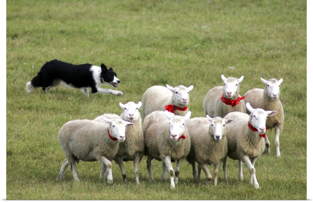 Border Collie Dog herding sheep in green pasture.