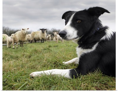 Border collie in field with sheep
