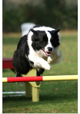 Border Collie jumping over a hurdle