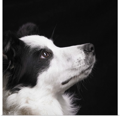 Border Collie looking up
