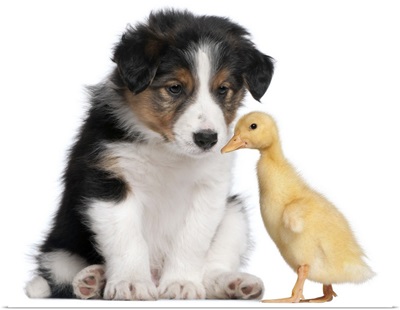 Border collie puppy (6 weeks old) playing with domestic duckling (1 week old)