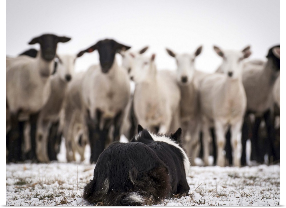Working Border Collie, holding the flock