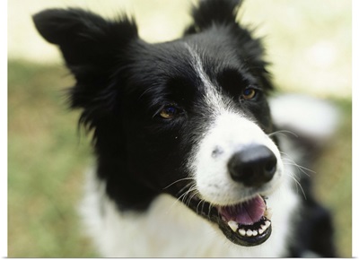 Border collie sitting on grass,close-up