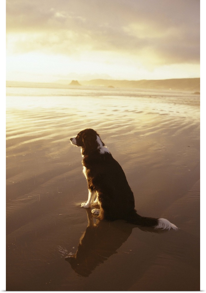 Border Collie watching the sun set at a beach in California