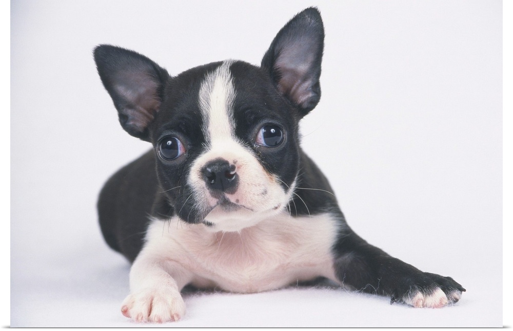 The Boston Terrier is a breed of dog originating in the United State of America.