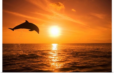 Bottle-nosed Dolphin jumping, Roatan, Honduras