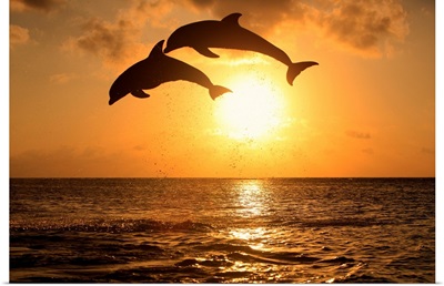 Bottle-nosed dolphins leaping in front of a sunset