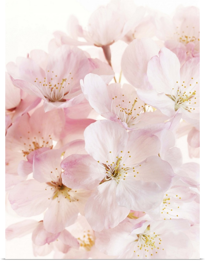Close-up of pink cherry blossom bouquet. Genus Prunus.