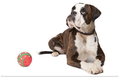 Boxer dog lying on the floor with a red ball