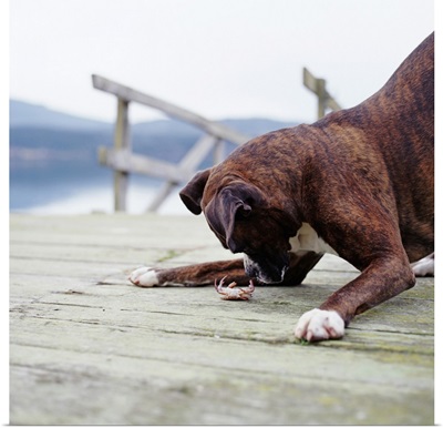 Boxer dog playing with crab on pier