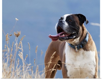 Boxer dog standing in the high grass of Leon Province, Spance