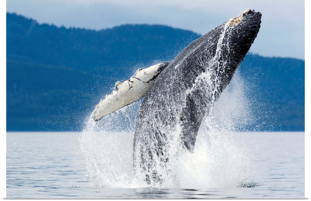 USA, Alaska, Tongass National Forest, Humpback Whale (Megaptera novaengliae) breaching near Admiralty Island on summer day