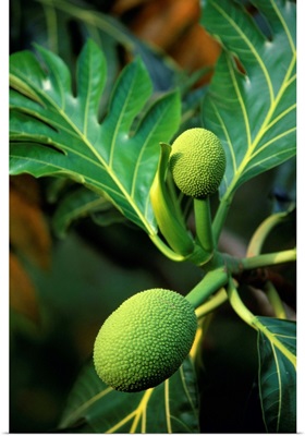 Breadfruit Tree On Jamaica