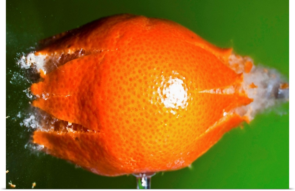 A small tangerine braking into pieces after a pellet impact.