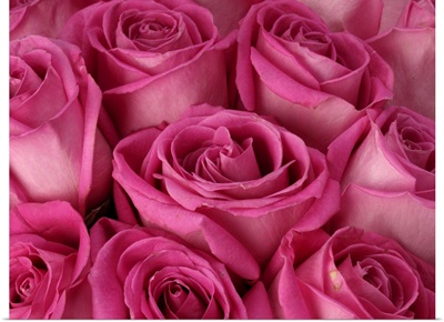 Bright pink roses