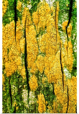 Bright yellow lichen growing on tree bark