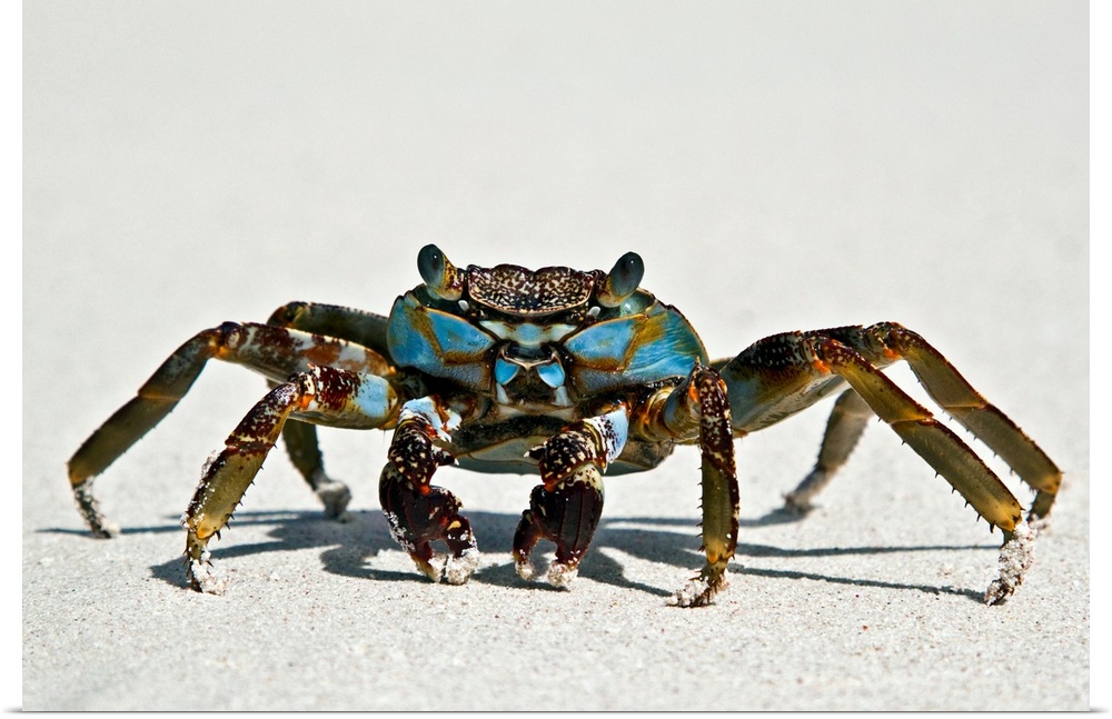This crab has long legs and eyes that stick out of it's head. Body is magnificent blue color with spots of red, orange, an...