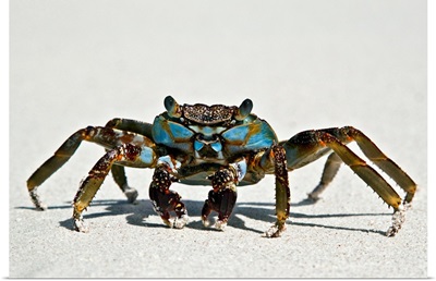 Brightly coloured Rock Crab scurries along sand near shore break.
