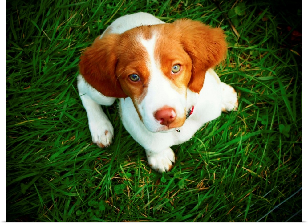 Brittany Spaniel puppy in green grass.