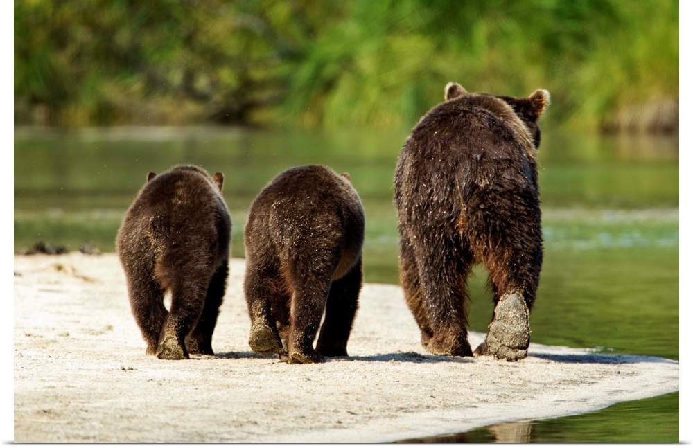 USA, Alaska, Katmai National Park, Grizzly Bear Sow (Ursus arctos) walks with cubs along spawning stream near Kuliak Bay o...