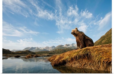 Brown Bear And Mountains, Katmai National Park, Alaska