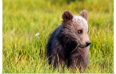 Brown bear cub, Alaska