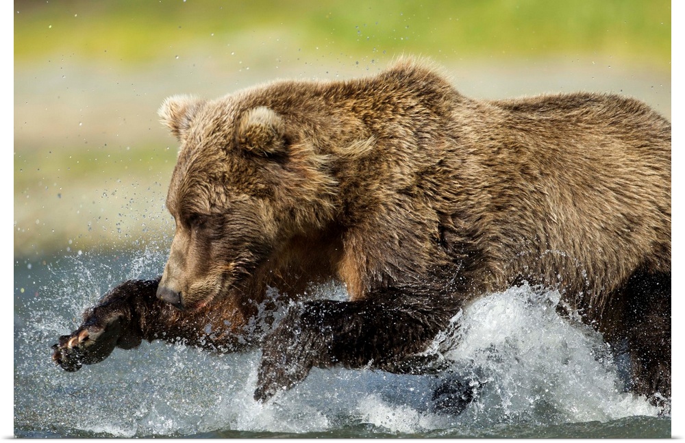 USA, Alaska, Katmai National Park, Grizzly Bear (Ursus arctos) leaps while fishing for spawning salmon along Geographic Ha...