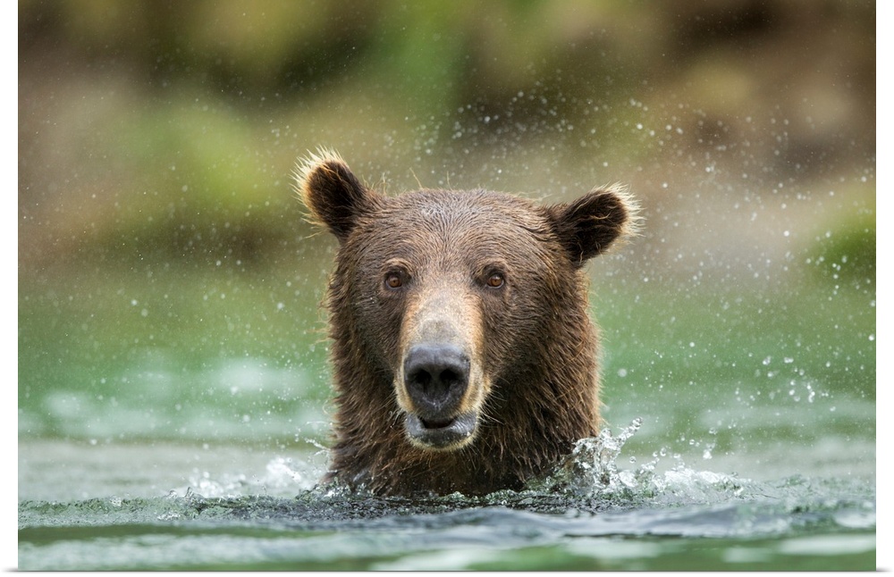 USA, Alaska, Katmai National Park, Coastal Brown Bears (Ursus arctos) fishing in salmon spawning stream along Kuliak Bay