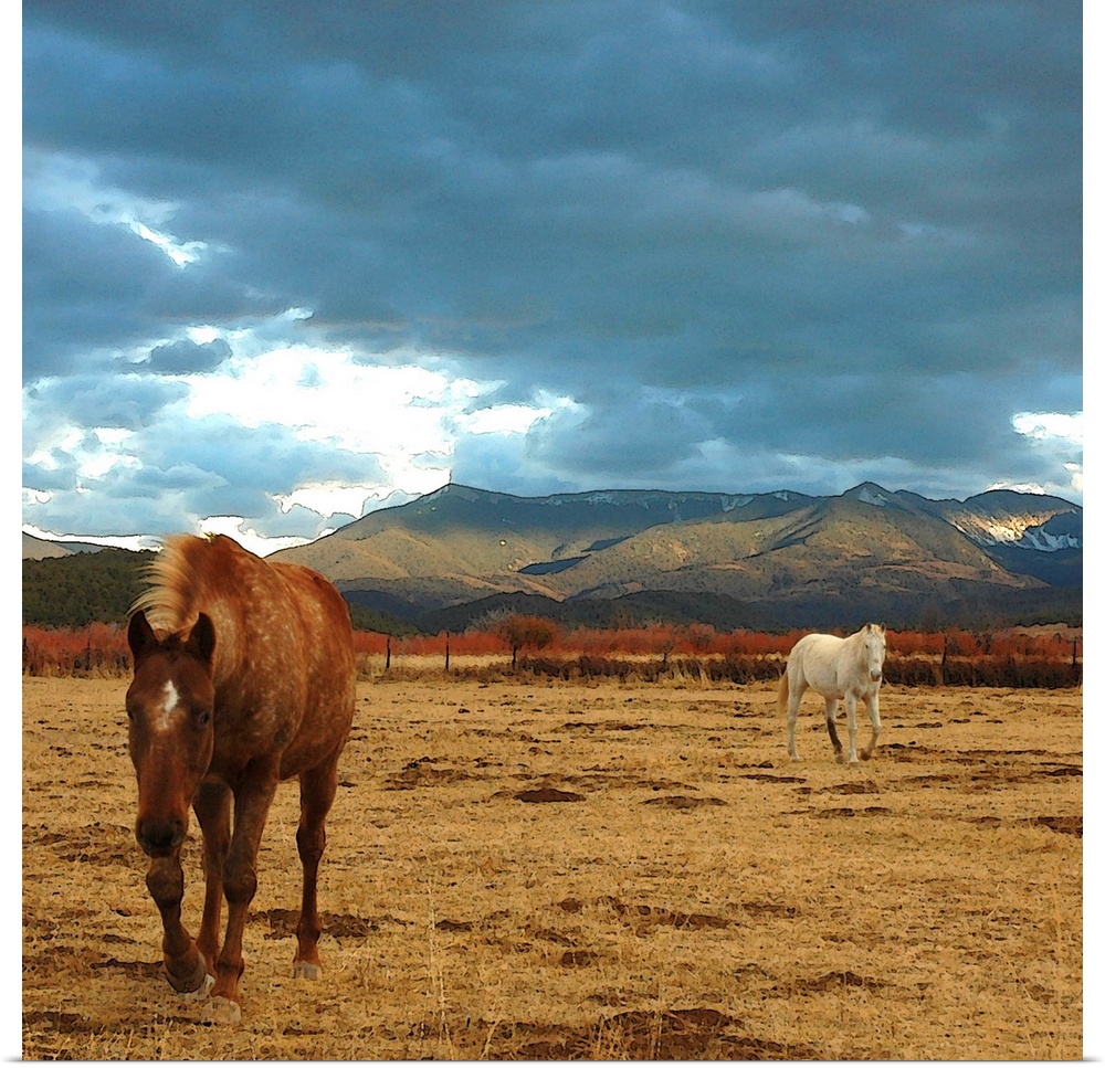 brown horse and white horse in dry winter meadow in Truchas, New Mexico. landscape in the Sangre de Cristo mountains