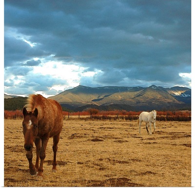 Brown horse and white horse in dry winter meadow in Truchas, New Mexico.