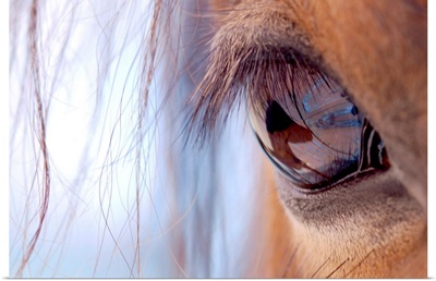Brown horse eye with long lashes.