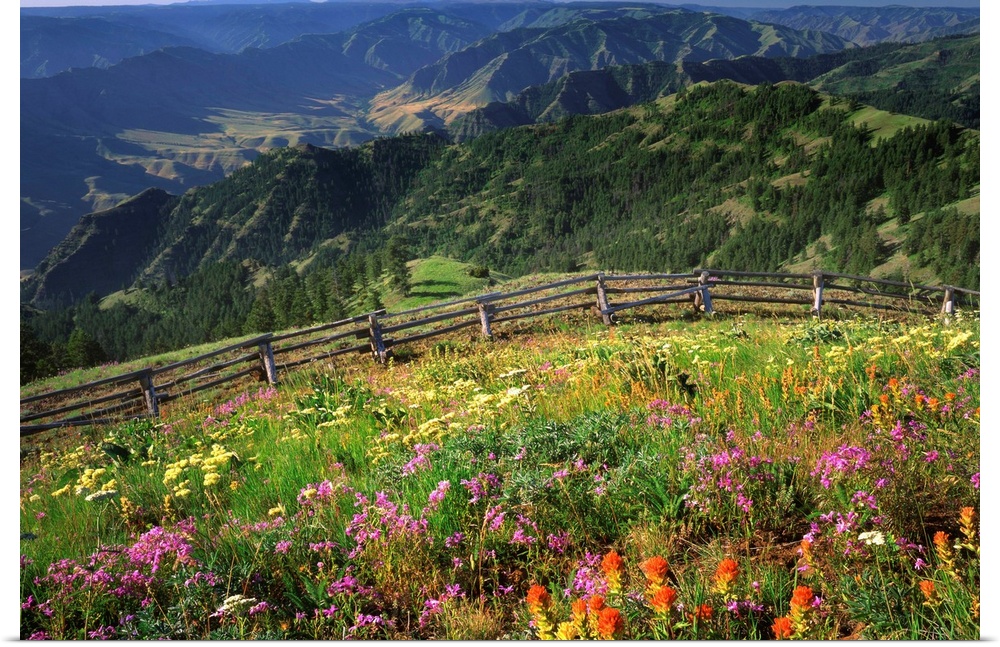Wildflowers on Buckhorn Viewpoint overlooks the Imnaha River Valley in Hells Canyon National Recreation Area, Oregon