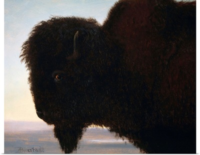 Buffalo Head By Albert Bierstadt