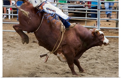 Bull Rider At Rodeo