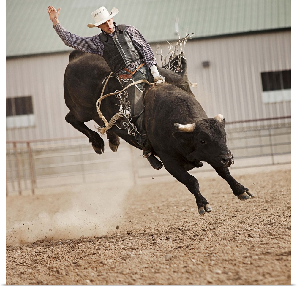 USA, Utah, Highland, Bull rider during rodeo