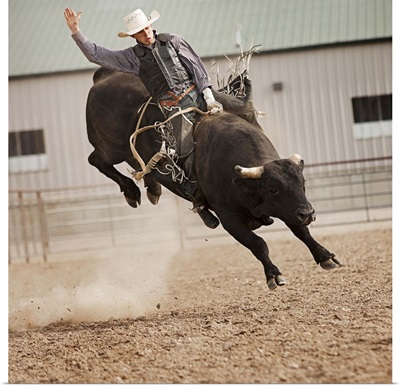 Bull rider during rodeo, Highland, Utah
