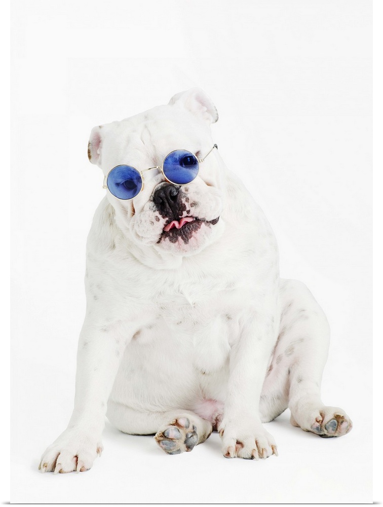 white background, white bulldog, blue tinted glasses, portrait