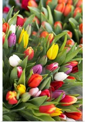 Bunches Of Colorful Tulips