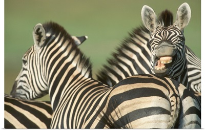 Burchell's Zebra in Tala Private Reserve, KwaZulu Natal Midlands, South Africa