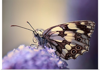 Butterfly on flower.