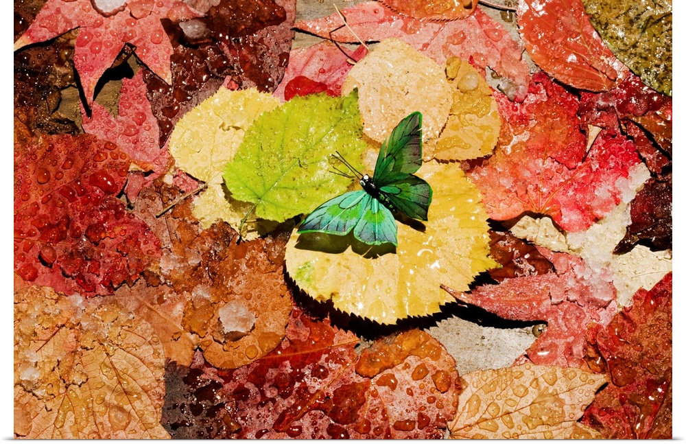 Butterfly on wet autumn leafs