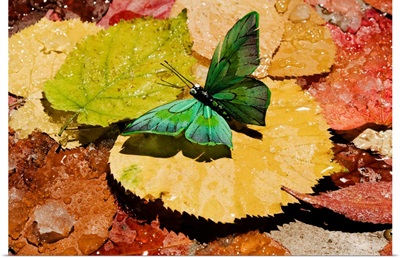 Butterfly on wet autumn leafs