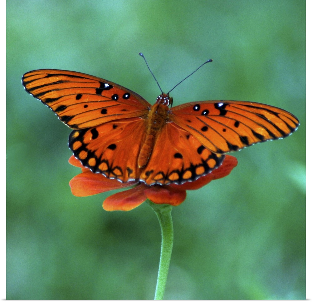 Butterfly on Zinnia