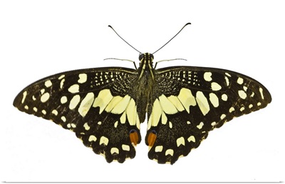 Butterfly with white background.