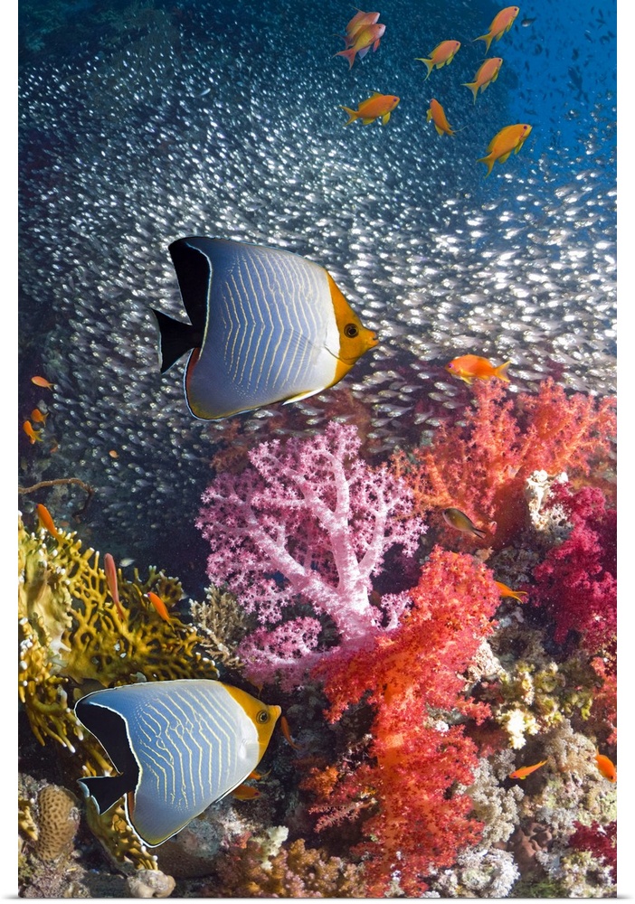 Red Sea orange face butterflyfish or Hooded butterflyfish (Chaetodon larvatus) swimming over coral reef with soft corals, ...