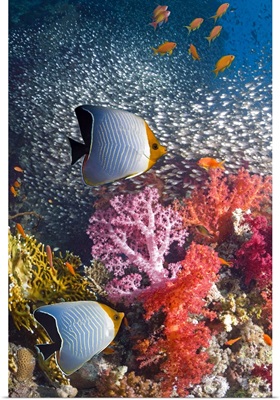Butterflyfish over coral reef