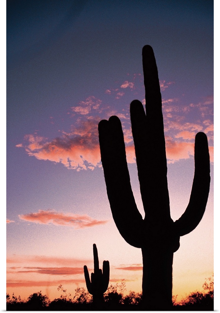 Cactus at sunset , Saguaro National Park , Arizona