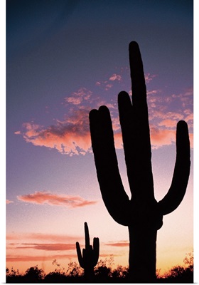 Cactus at sunset, Saguaro National Park, Arizona